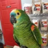 Blue Front Amazons for Sale