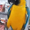 Blue and Gold Macaws for Sale - Image 3