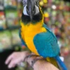 Blue and Gold Macaws for Sale - Image 4