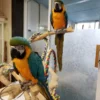 Blue and Gold Macaws for Sale - Image 5