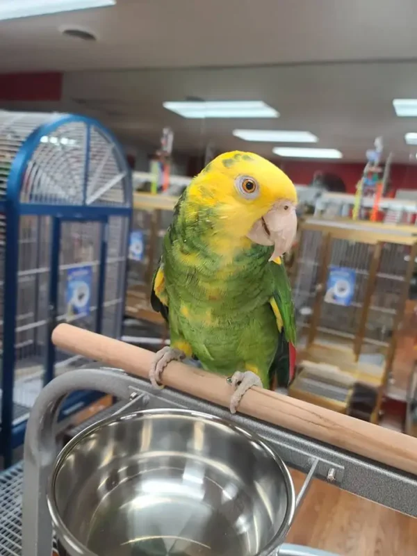 Double Yellow Head Amazons for Sale