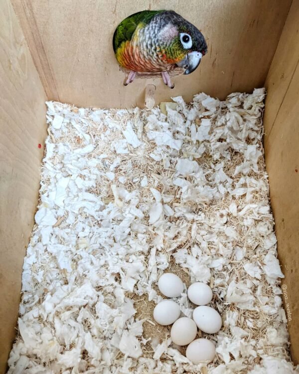 Fertile Amazon Parrot Eggs For Sale