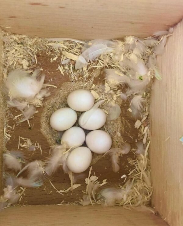 Fertile Cockatoo eggs for sale