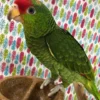 Mexican Red-Headed Amazons for Sale