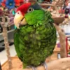 Mexican Red-Headed Amazons for Sale - Image 2