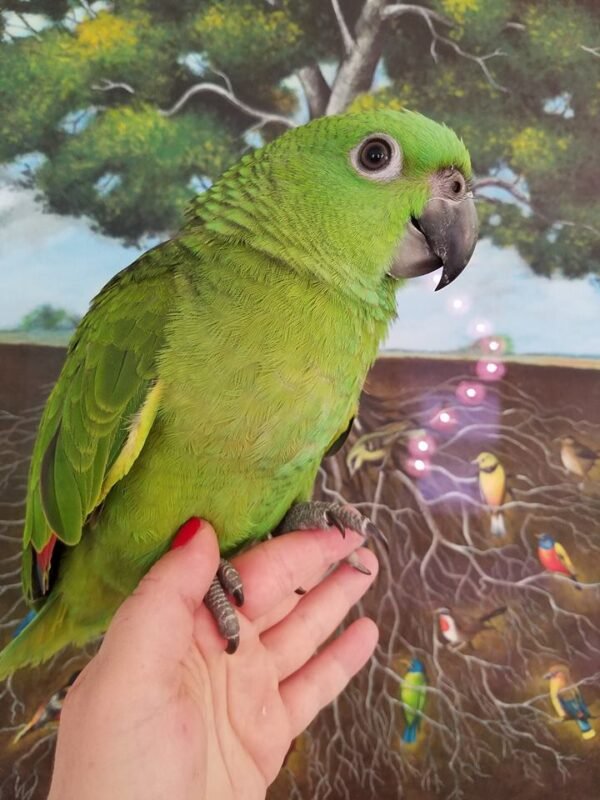 Yellow Naped Amazons for Sale