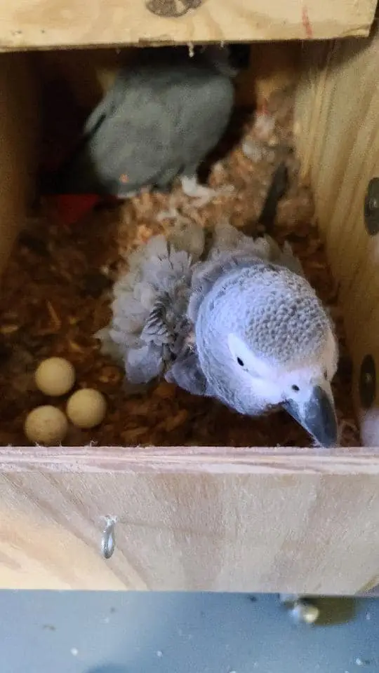 African Grey Eggs for sale