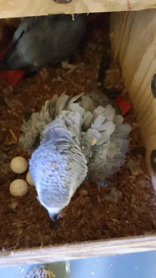 African Grey Eggs for sale - Image 2