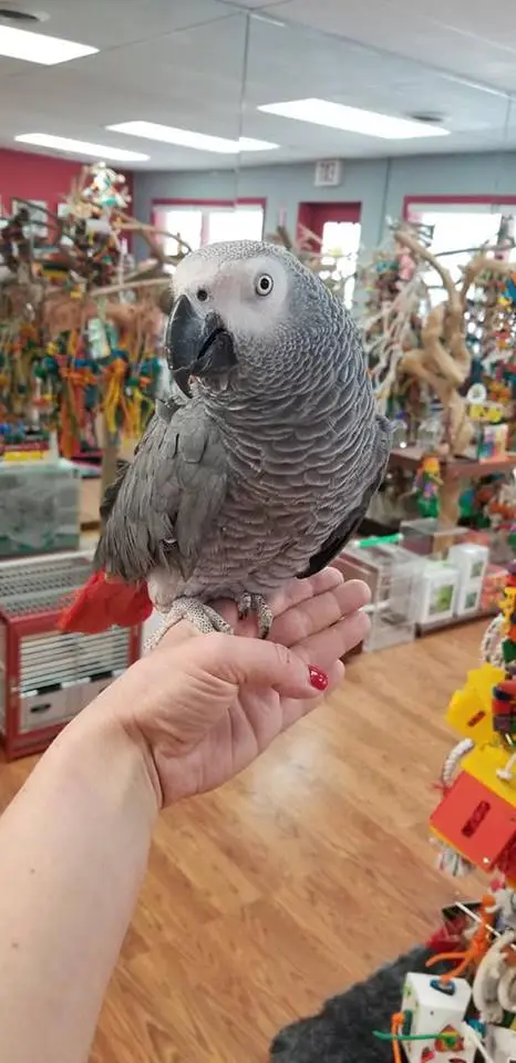 african grey parrot for sale