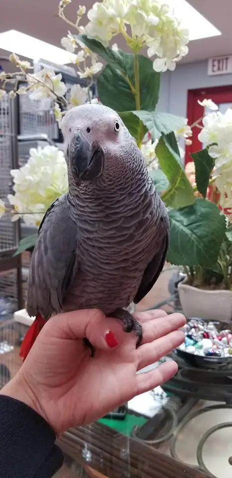 African Grey Parrots for sale