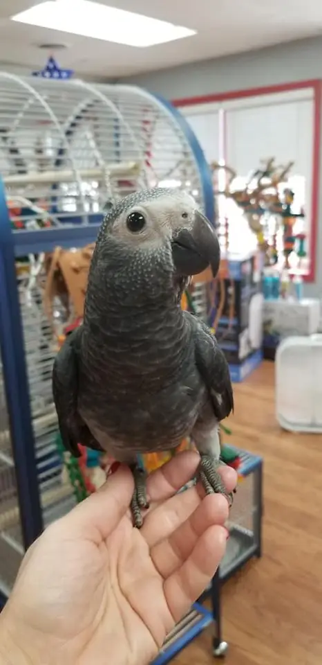 African Grey Timneh Parrots for Sale - Image 2