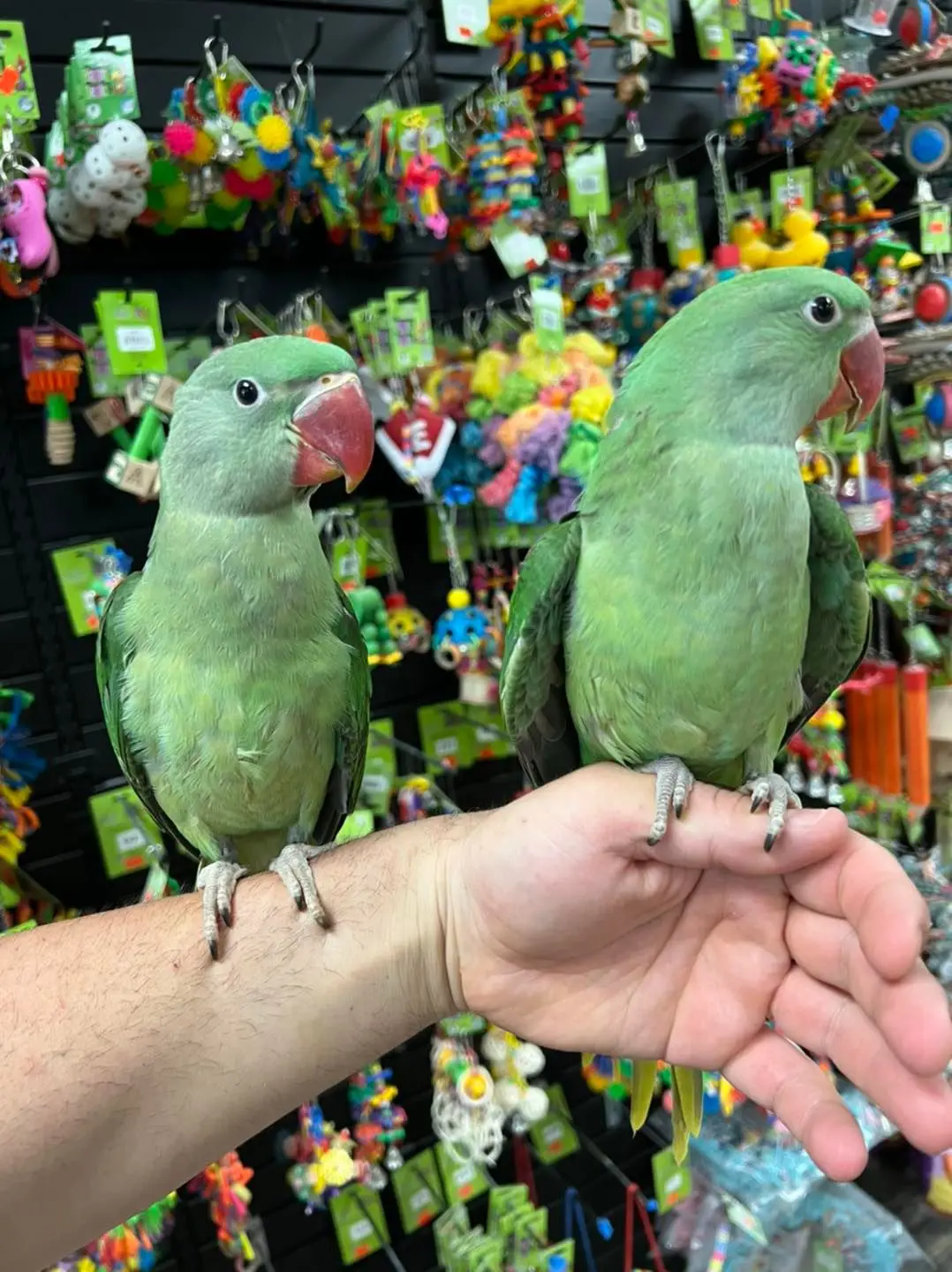 Alexandrine Ringneck Parakeet for sale
