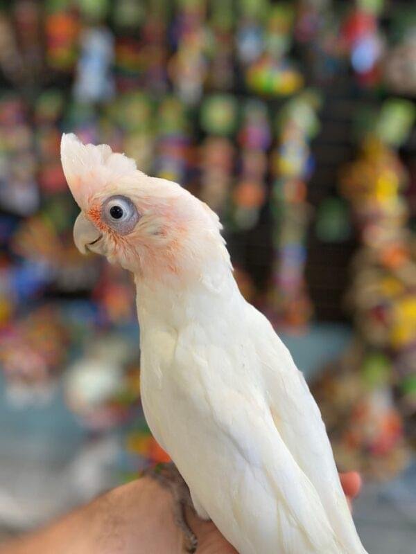 Bare Eyed Cockatoos for Sale