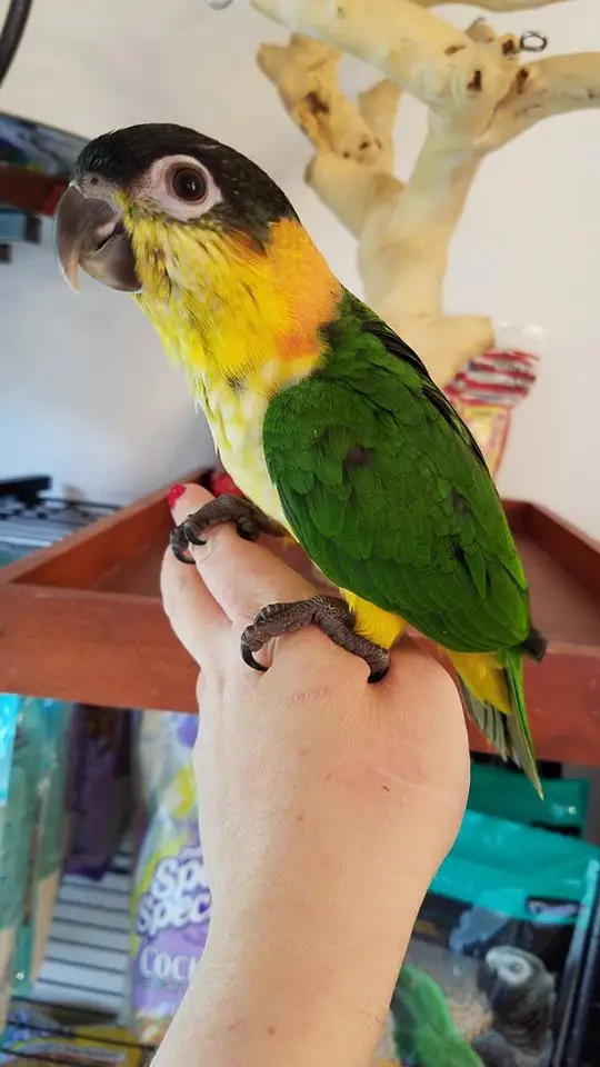 Black Headed Caiques For Sale