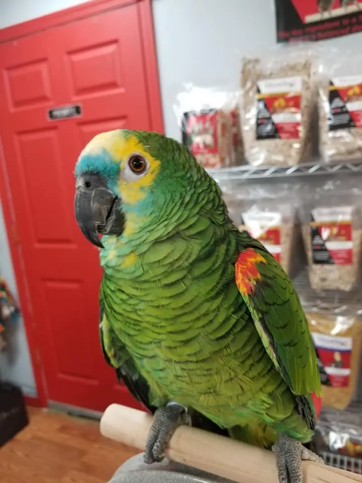 Blue Front Amazons for Sale