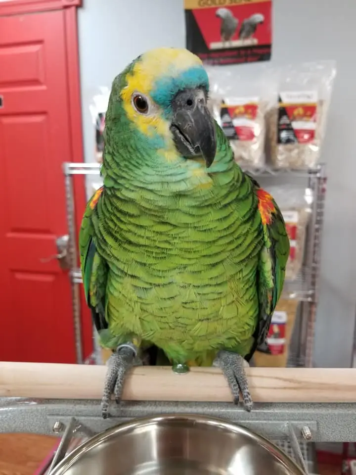 Blue Front Amazons for Sale