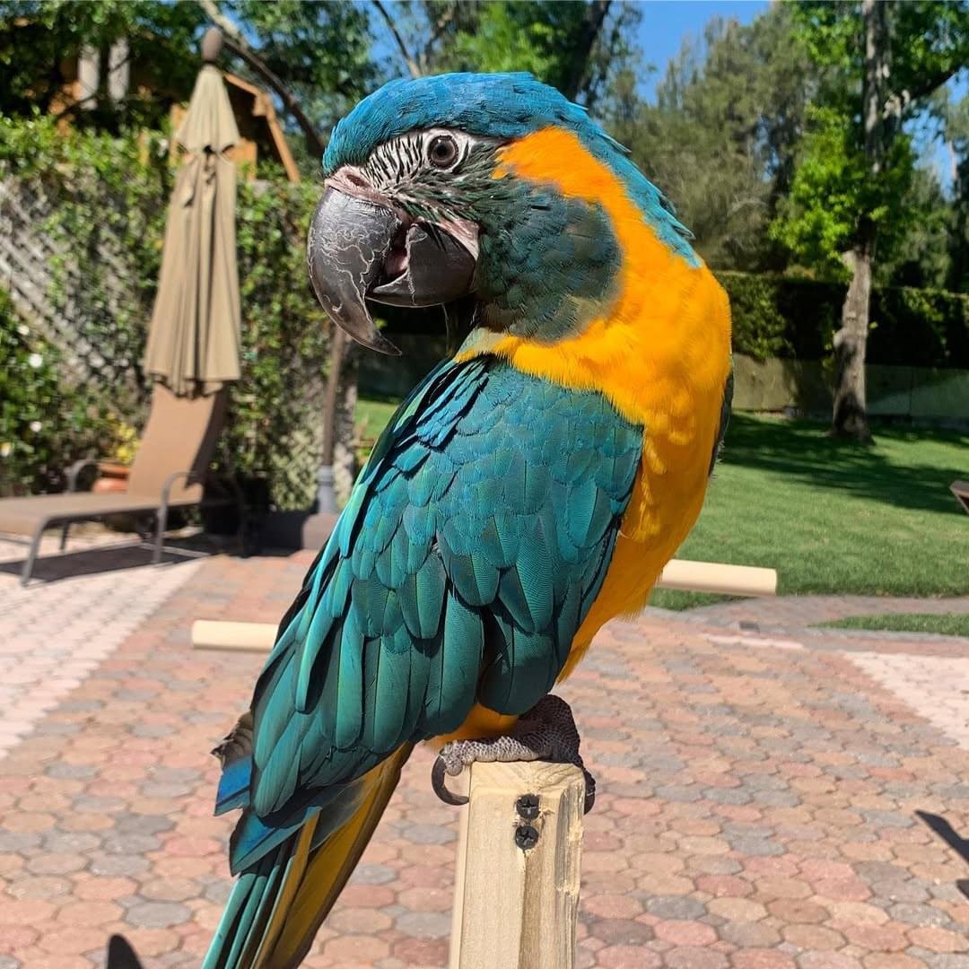 Blue Throated Macaws for sale