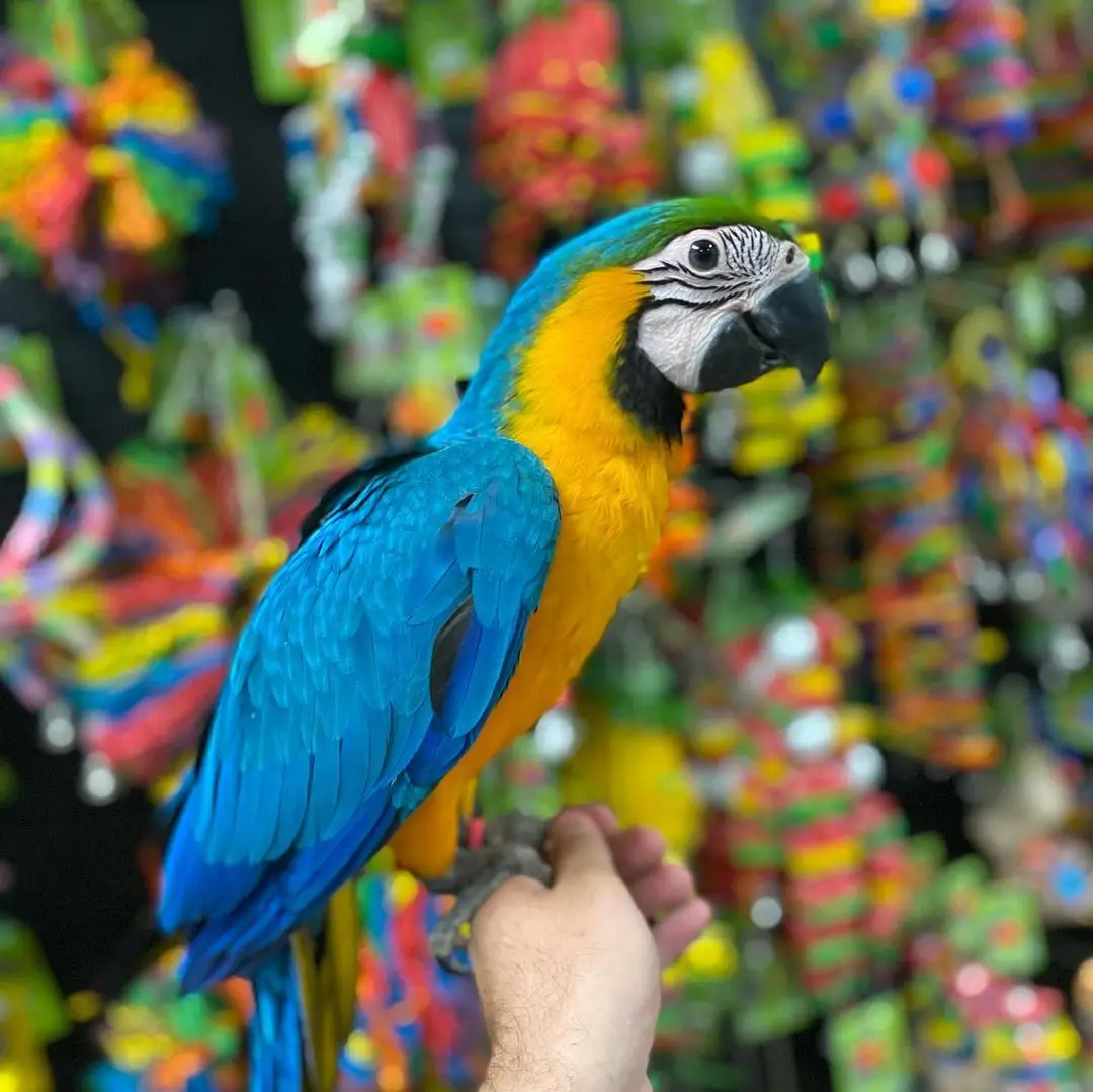 Blue and Gold Macaws for Sale - Image 2