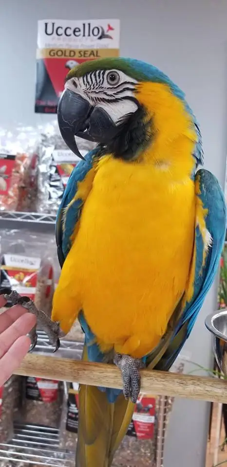 Blue and Gold Macaws for Sale - Image 3