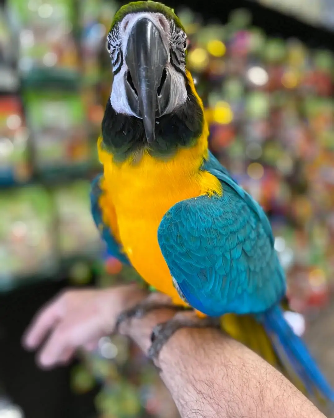 Blue and Gold Macaws for Sale - Image 4