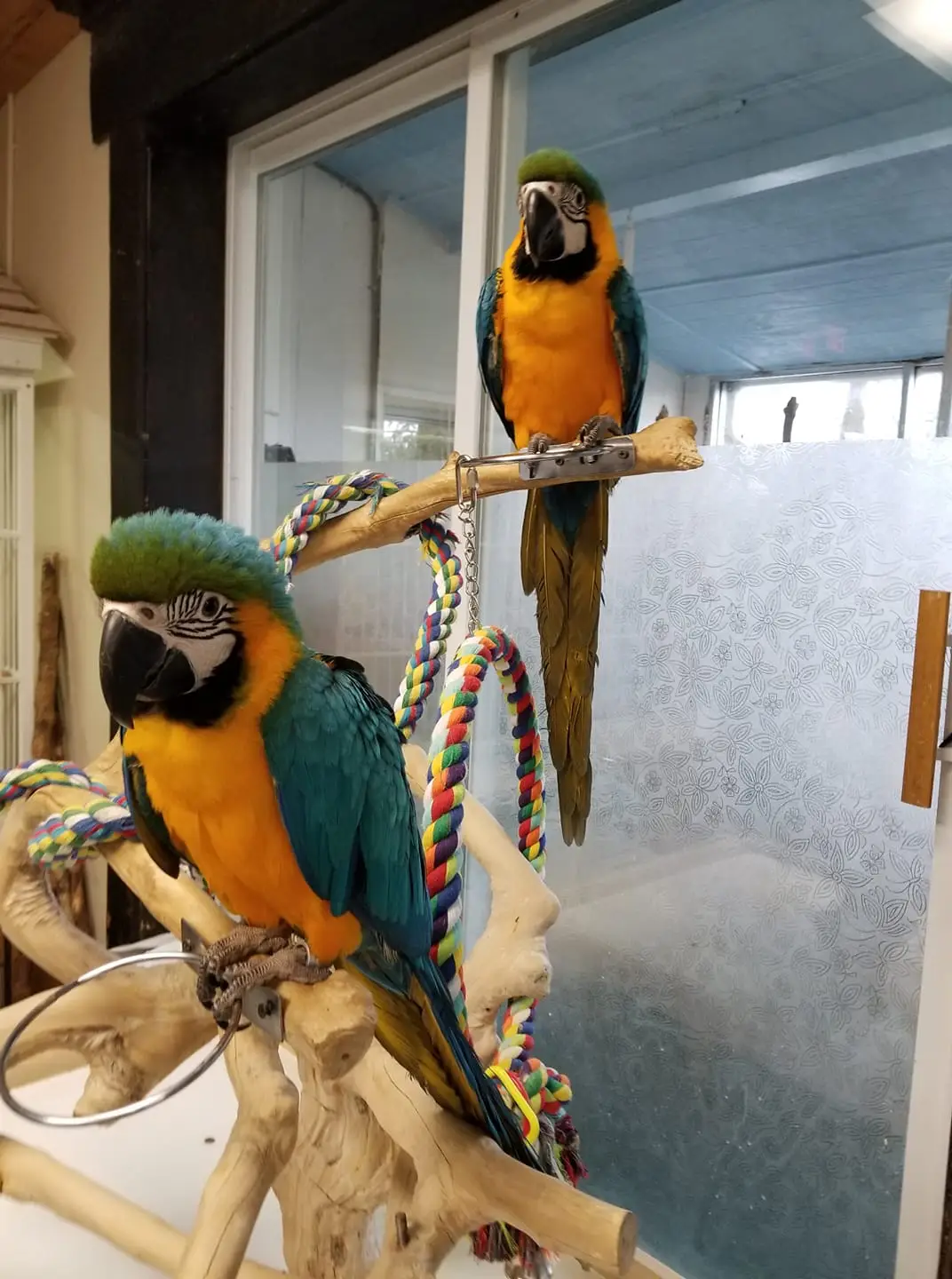 Blue and Gold Macaws for Sale - Image 5