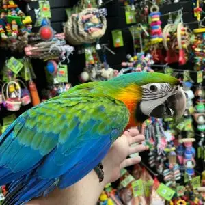 Catalina Macaw For Sale