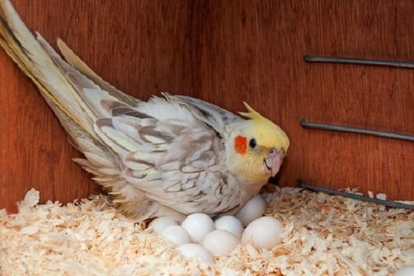 Cockatiel Fertile Eggs For Sale