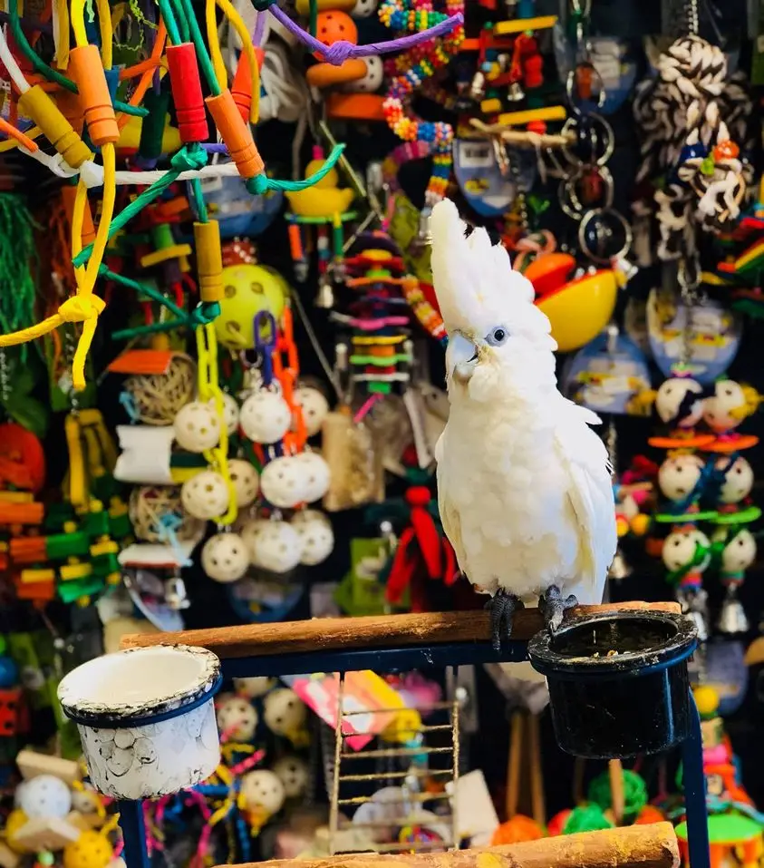 Ducorp Cockatoos for Sale - Image 2
