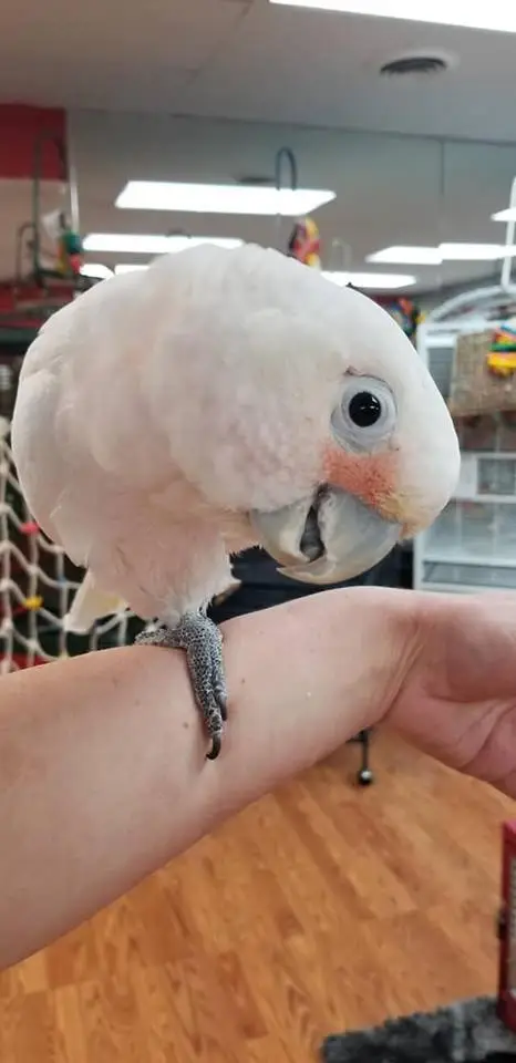 Goffin Cockatoos for Sale