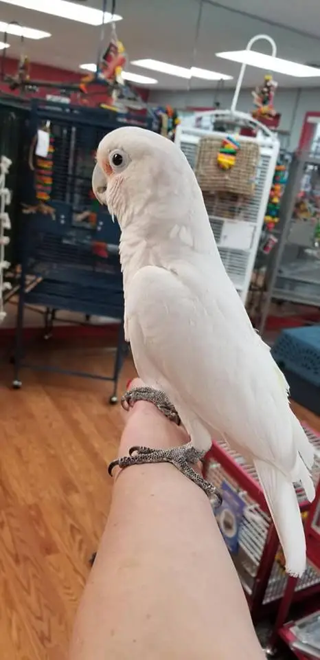 Goffin Cockatoos for Sale