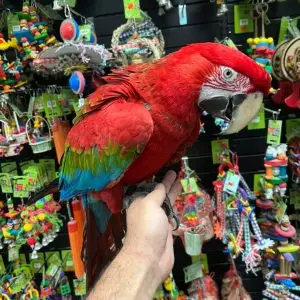 Green-Wing-Macaw-for-Sale