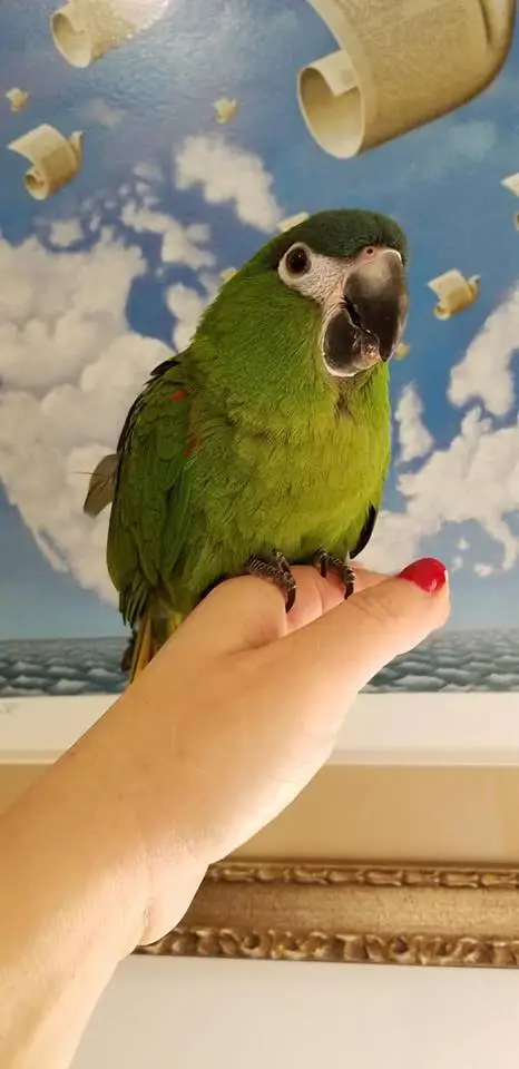 Hahns Macaws for Sale