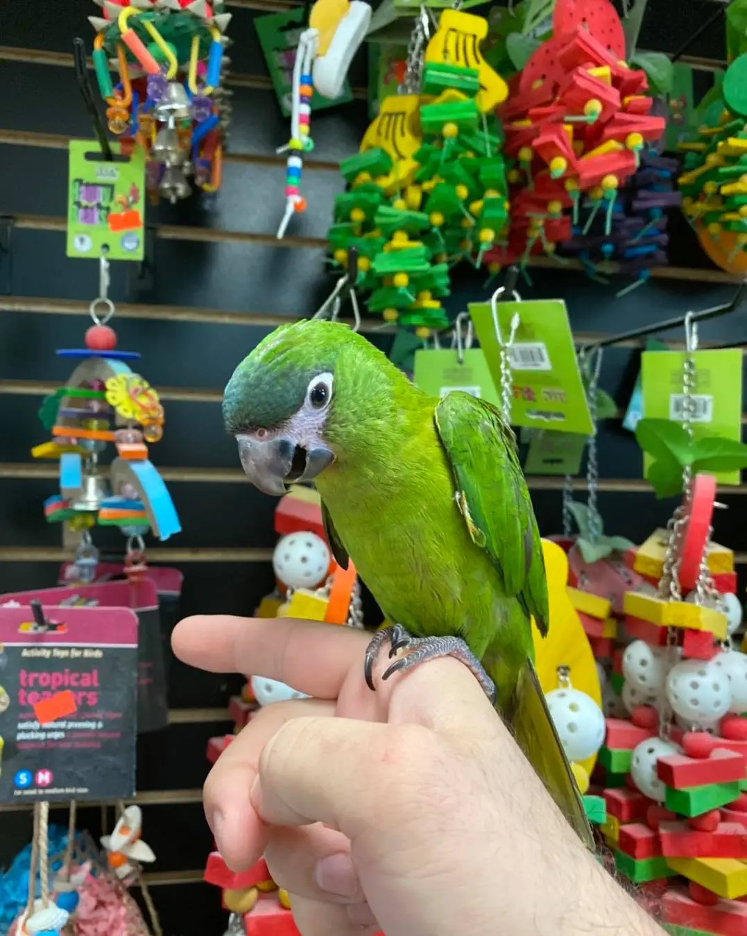 Hahns Macaws for Sale