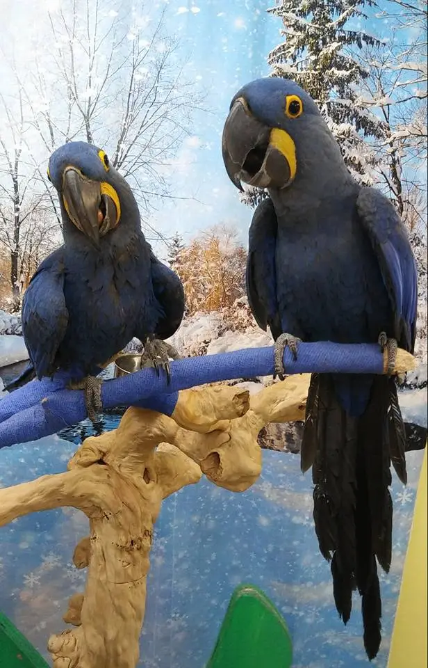 Hyacinth Macaws for Sale