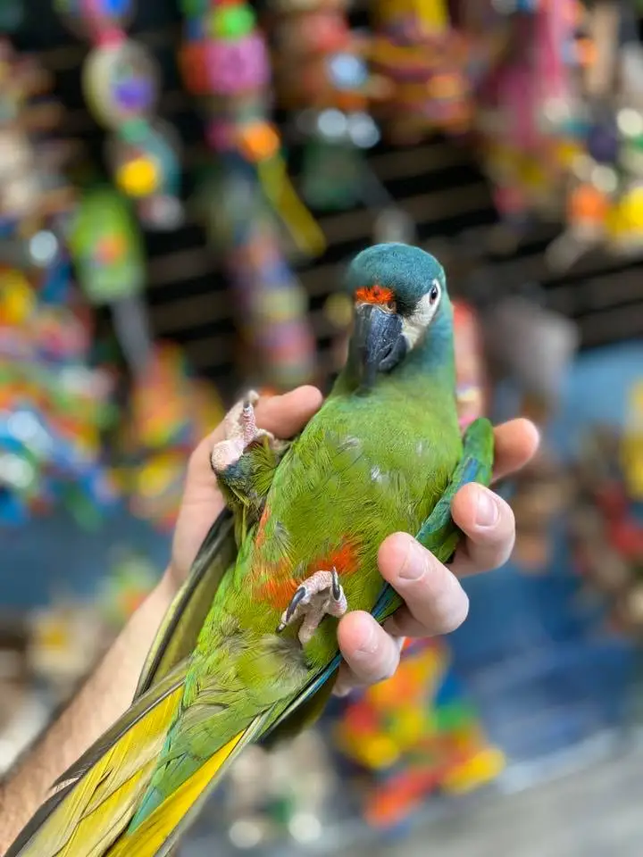 Illigers Macaws for Sale