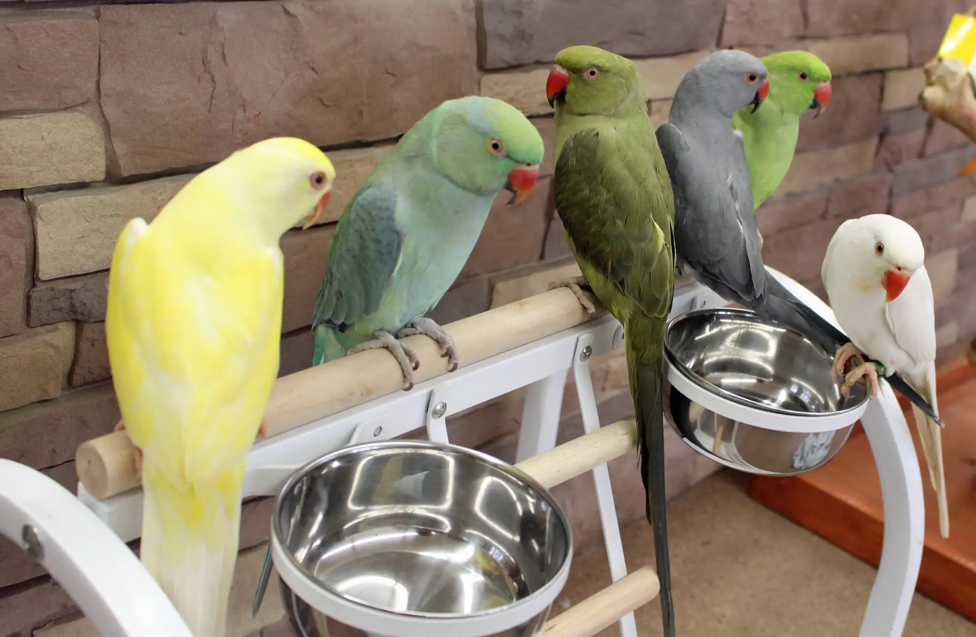 Indian Ringneck Parakeets for sale