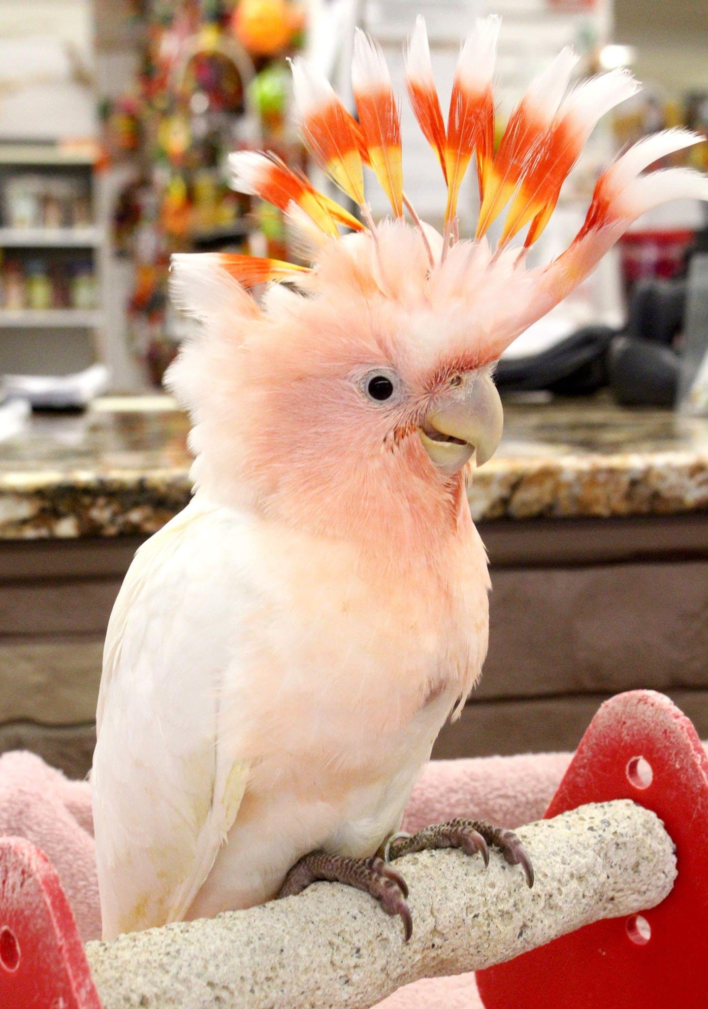 Major Mitchell Cockatoos for Sale