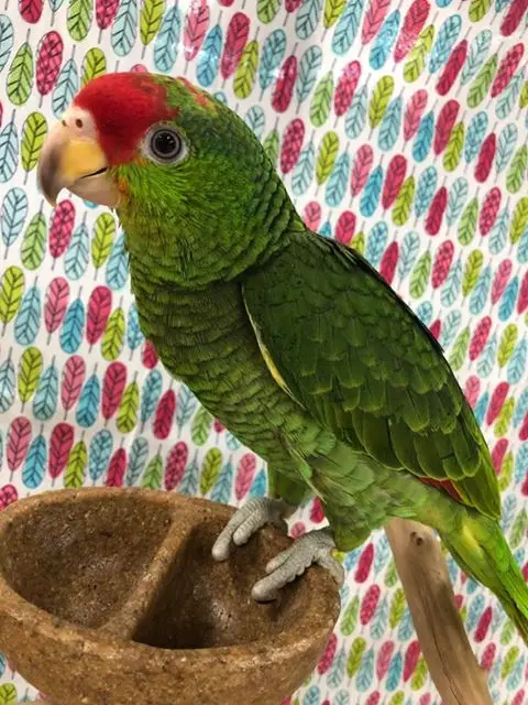 Mexican Red-Headed Amazons for Sale