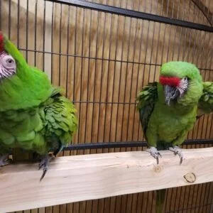 Military Macaws for Sale 1