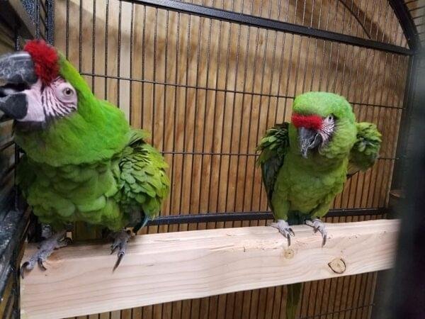 Military Macaws for Sale 1