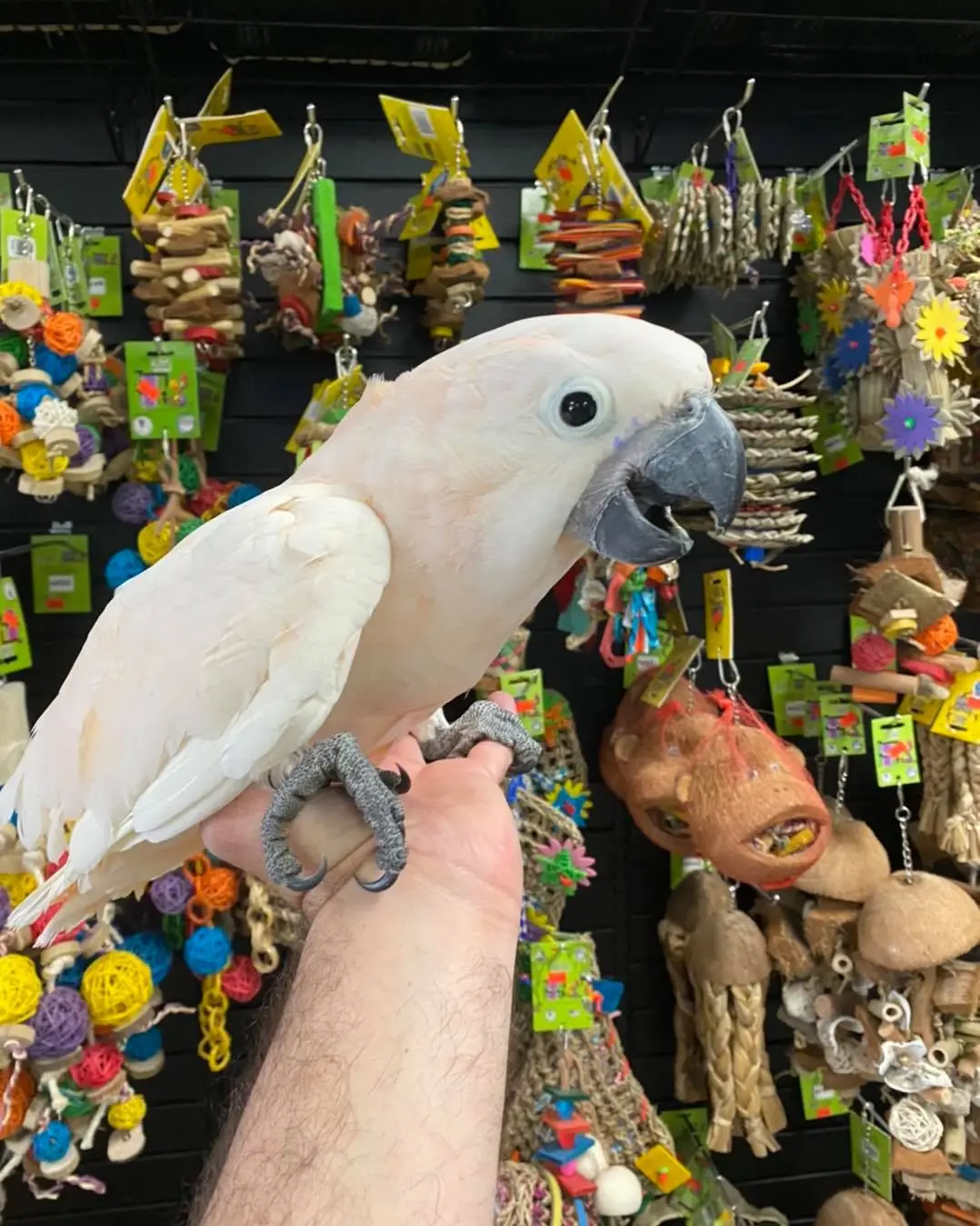 Moluccan Cockatoos for Sale