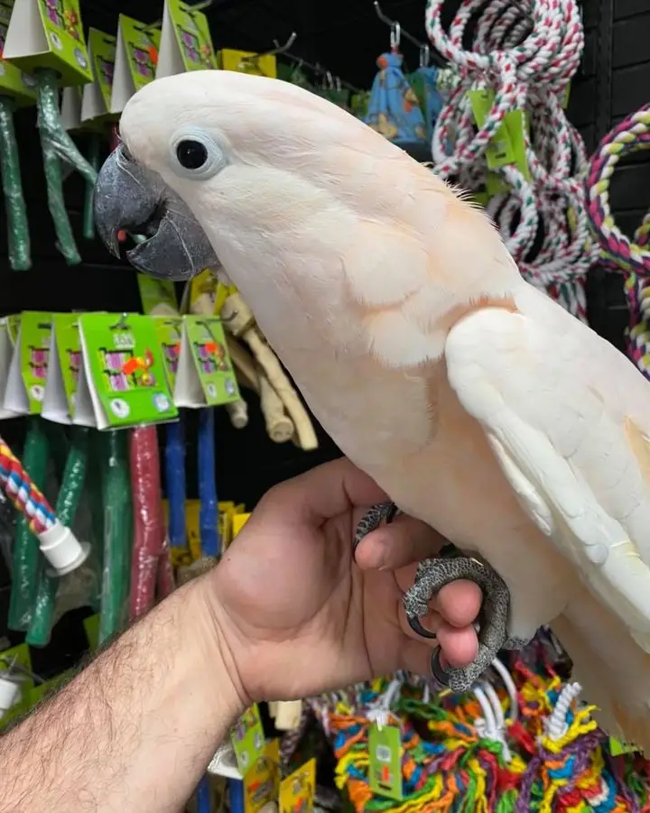 Moluccan Cockatoos for Sale