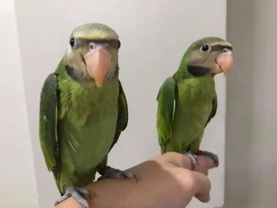 Moustached Parakeets for Sale