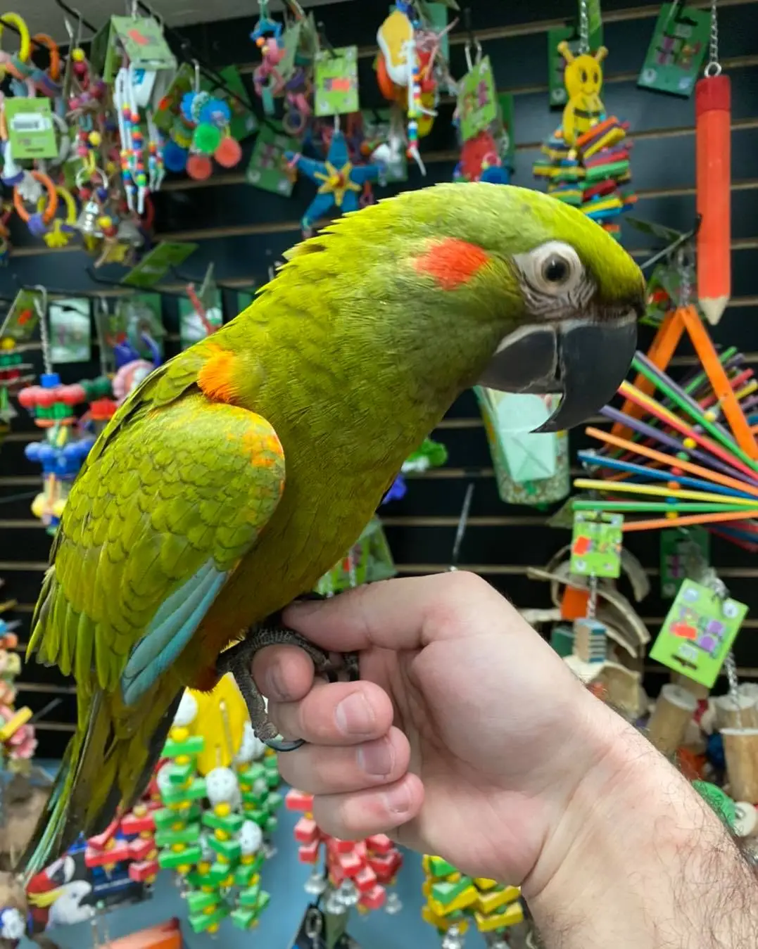 Red Front Macaws for Sale