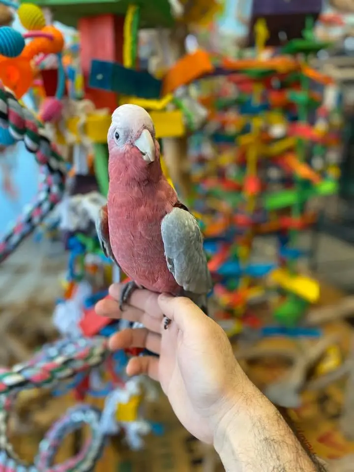 Rose Breasted Cockatoos for Sale