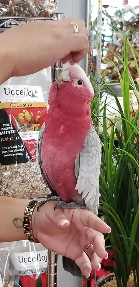 Rose Breasted Cockatoos for Sale