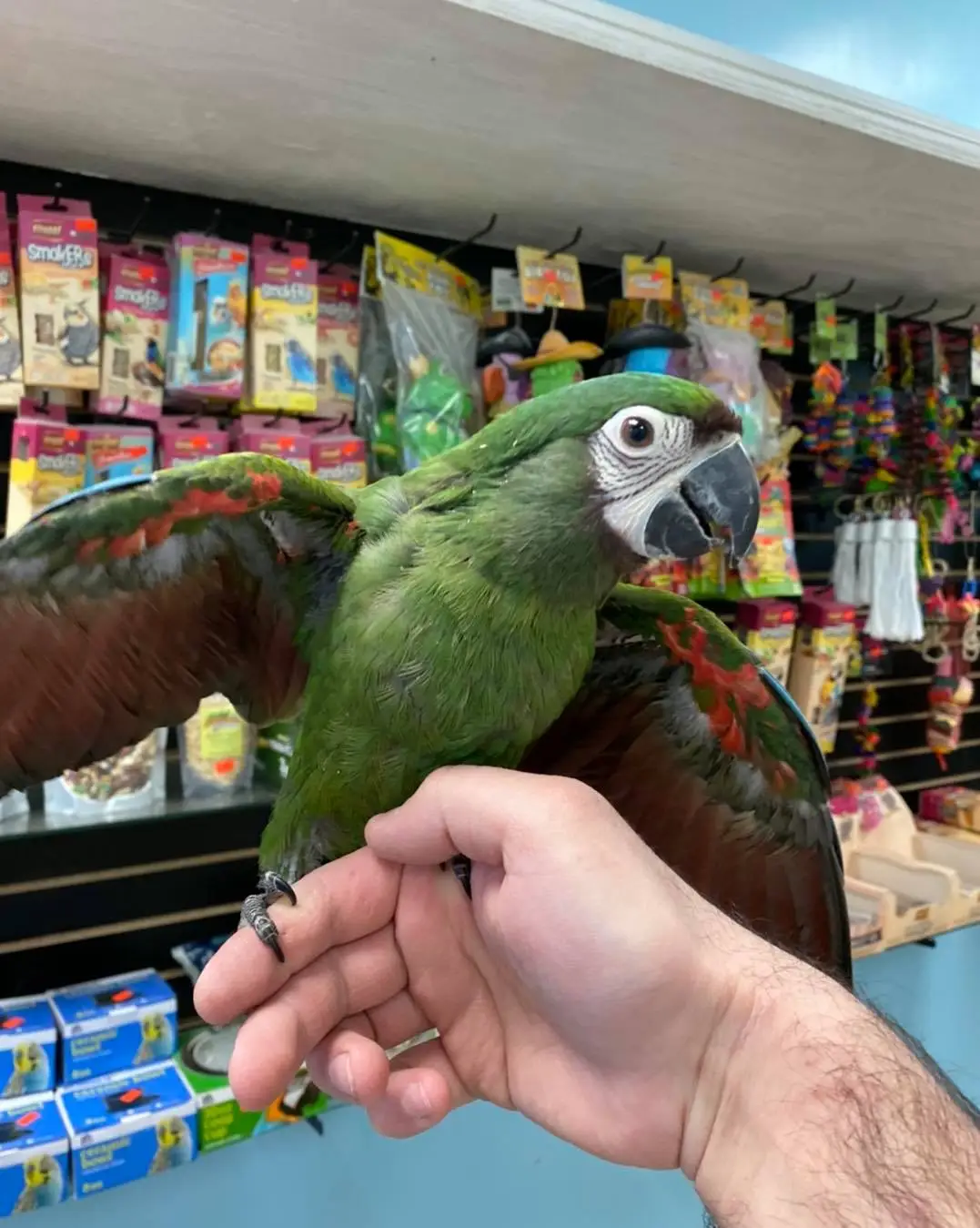 Severe Macaws for Sale