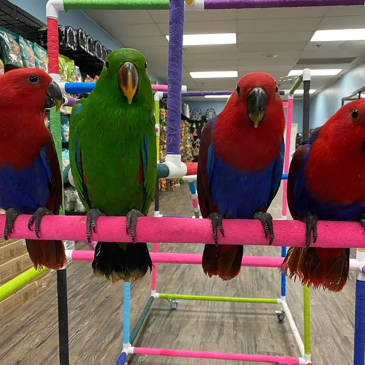 Solomon Island Eclectus for Sale