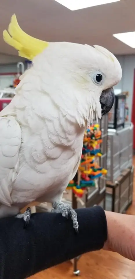 Sulfur Crested Cockatoos for Sale