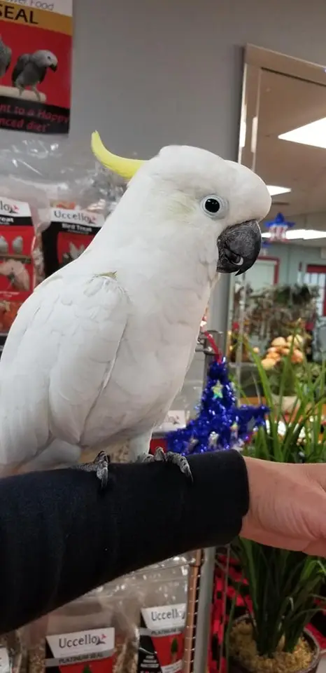 Sulfur Crested Cockatoos for Sale